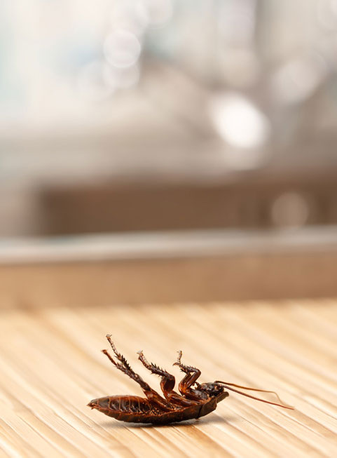 Pest Control