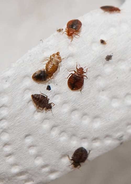 Bed Bug Treatment