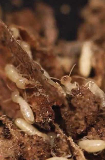 Termite Treatment